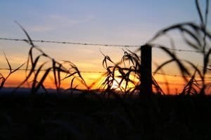 Sunset in Alberta Canada